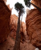 Bryce Canyon 2 Trees