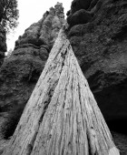 Bryce Canyon Tree Trunk