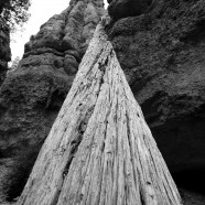 Bryce Canyon Tree Trunk