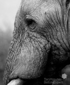 Elephant Close Up Madikwe B&W