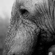 Elephant Close Up Madikwe B&W