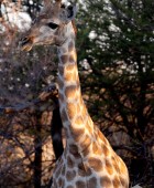 Giraffe 2