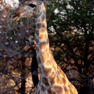 Giraffe 2