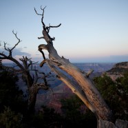 Grand Canyon Dawn