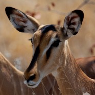 Impala