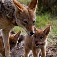 Jackal Family Madikwe 1