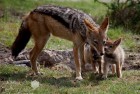 Jackal Family Madikwe 2