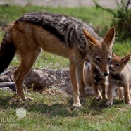 Jackal Family Madikwe 2