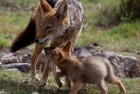 Jackal Family Madikwe 3