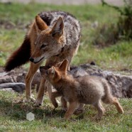 Jackal Family Madikwe 3