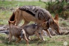 Jackal Family Madikwe 4