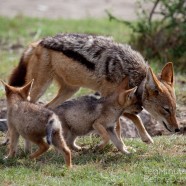 Jackal Family Madikwe 4
