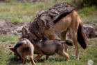 Jackal Family Madikwe 5