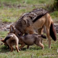 Jackal Family Madikwe 5