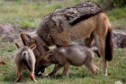 Jackal Family Madikwe 6