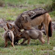 Jackal Family Madikwe 6