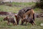 Jackal Family Madikwe 7