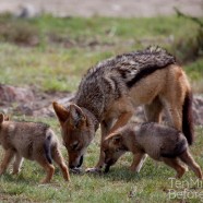 Jackal Family Madikwe 7