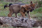 Jackal Pups 1