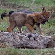 Jackal Pups 1