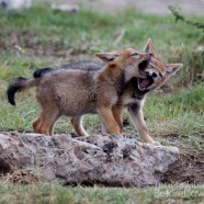 Jackal Pups 2