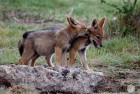 Jackal Pups 3