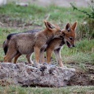 Jackal Pups 3