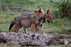 Jackal Pups 4
