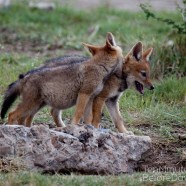 Jackal Pups 4