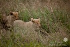 Lion Cubs Hiding 2