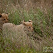 Lion Cubs Hiding 2