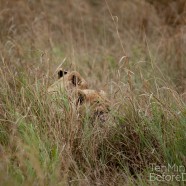 Lion Cubs Hiding