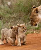 Lion Cubs crossing 3