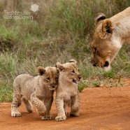 Lion Cubs crossing 3