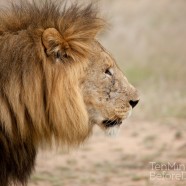 Lion Male Brothers 1