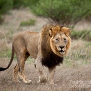 Lion Male Brothers 2