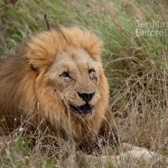 Lion Male Brothers 3