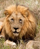 Lion Male Brothers 4