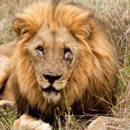 Lion Male Brothers 4