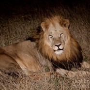 Lion Male Madikwe Night