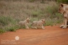 Lion cubs crossing 1