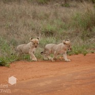 Lion cubs crossing 1