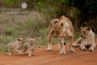 Lion cubs crossing 2