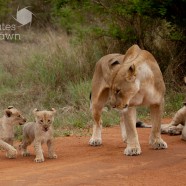 Lion cubs crossing 2