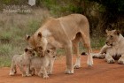 Lion cubs crossing 4
