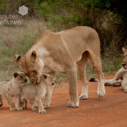 Lion cubs crossing 4