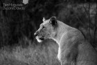 Lioness B&W