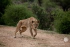 Lioness Hunting Madikwe