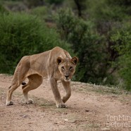 Lioness Hunting Madikwe