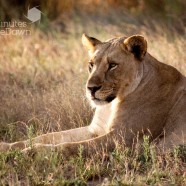 Lioness Madikwe Sunset